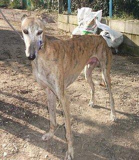 Darko, galgo maltratado en Jaén