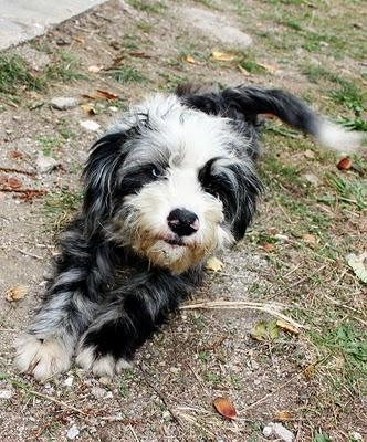 LUCI, PRECIOSA PERRITA ABANDONADA A SU SUERTE.