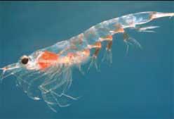 El krill, la mejor apuesta por tu salud