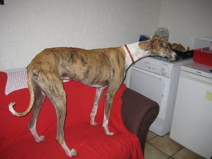 Historias de adoptados. Sergi