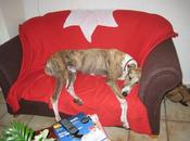 Historias adoptados. Sergi