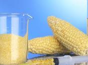 beneficio comunitario transgénicos