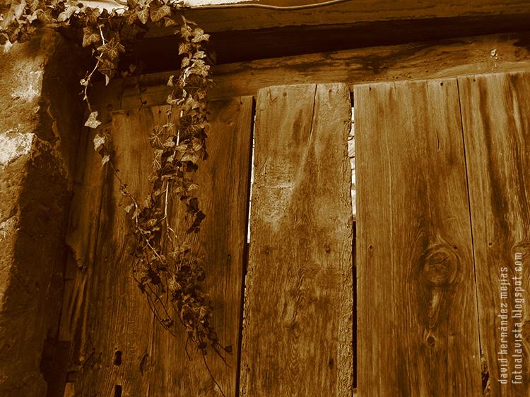 La rama de una planta cae sobre la puerta de madera de una casa de pastor abandonada en las montañas de Albarracín