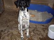 Tano Pipa robados Albergue Sahagun.