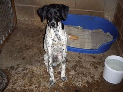 Tano y Pipa robados de Albergue Sahagun.