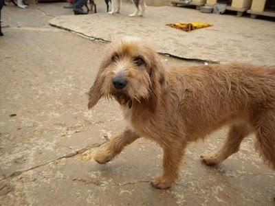 Tano y Pipa robados de Albergue Sahagun.