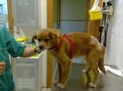 Lucho sido maltratado....murcia urgente dado paliza