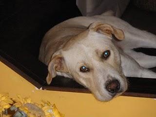 UNA FAMILIA PARA RON, CRUCE DE LABRADOR--BUSCA ACOGIDA TEMPORAL O ADOPCION