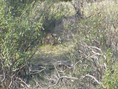 4 días por la Sierra de Andújar, entre Linces ibéricos, Buitres negros y Águilas imperiales...