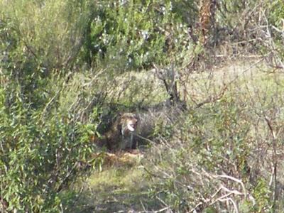4 días por la Sierra de Andújar, entre Linces ibéricos, Buitres negros y Águilas imperiales...