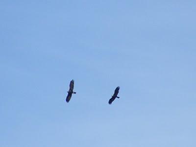 4 días por la Sierra de Andújar, entre Linces ibéricos, Buitres negros y Águilas imperiales...