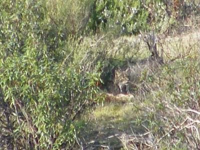 4 días por la Sierra de Andújar, entre Linces ibéricos, Buitres negros y Águilas imperiales...