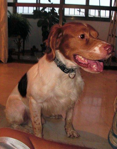 Felipe, perdido en el parque del Alamillo (Sevilla)