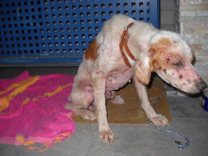 Mer sigue sin familia :(