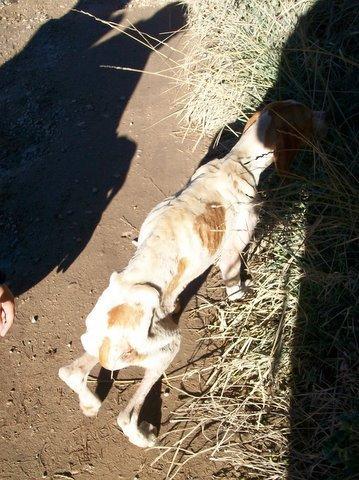 Pokita de Cuencanimal,necesitamos ayuda para ella,esta grave necesitamos acogida y ayuda economica