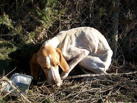 Pokita de Cuencanimal,necesitamos ayuda para ella,esta grave necesitamos acogida y ayuda economica