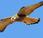 Cernícalo primilla Lesser Kestrel (Falco naumanni)