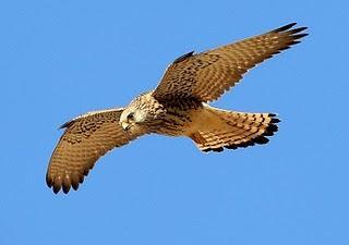 El Cernícalo primilla - Lesser Kestrel (Falco naumanni)