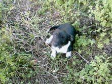 PIRUELTA Y SUS CACHORROS EN PELIGRO CHICLANA (CADIZ)¡¡¡