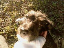 PIRUELTA Y SUS CACHORROS EN PELIGRO CHICLANA (CADIZ)¡¡¡