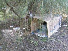 PIRUELTA Y SUS CACHORROS EN PELIGRO CHICLANA (CADIZ)¡¡¡