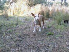 PIRUELTA Y SUS CACHORROS EN PELIGRO CHICLANA (CADIZ)¡¡¡