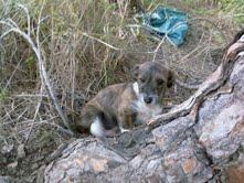 PIRUELTA Y SUS CACHORROS EN PELIGRO CHICLANA (CADIZ)¡¡¡
