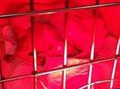 Novedades Pokita, perrita Cuenca