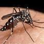 Científicos rosarinos desarrollan biolarvicida contra el dengue