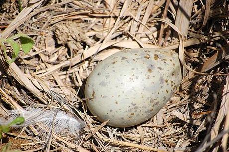 Huevos y nidos