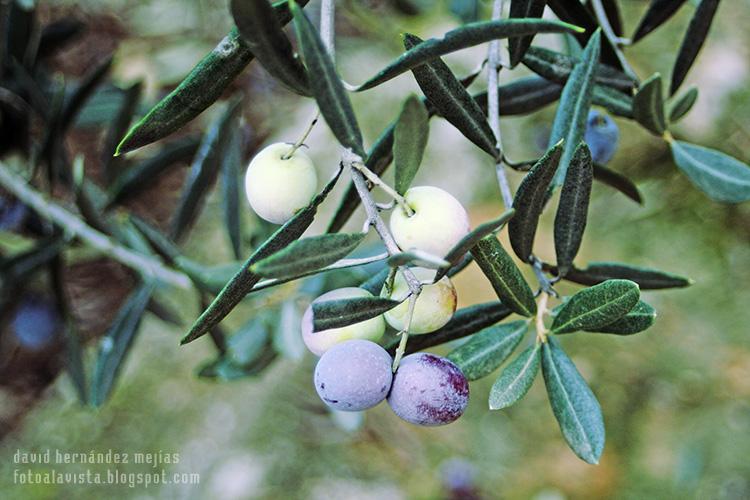 Aceitunas verdes y negras en las ramas del olivo antes de recoger justo en época de recolección