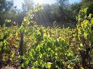 De vinos por California