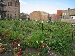 Huertas urbanas: la semilla entre el asfalto