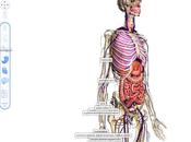 Google Body Browser cuerpo humano según