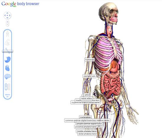 Google Body Browser :: el cuerpo humano según Google