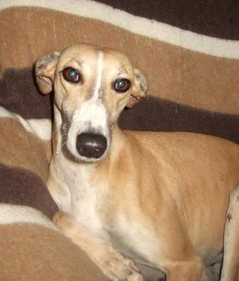 GALA galguita invisible... Necesita un hogar