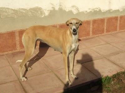 GALA galguita invisible... Necesita un hogar