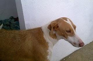 Lluvia, atada a la puerta del refugio (Córdoba)