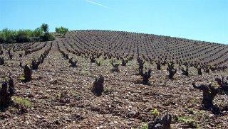 Quinta Mazuela: Magnificent