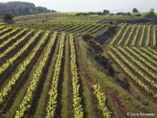 Viñedo de Caves Recaredo