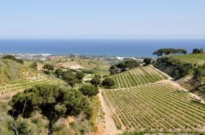 La DO Alella, un pequeño tesoro por descubrir