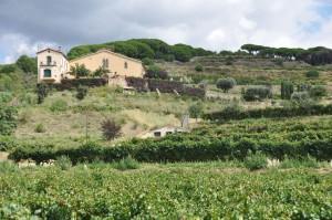 La DO Alella, un pequeño tesoro por descubrir