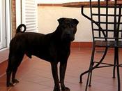 URGENTE. Sharpei DESAPARECIDO Granada.