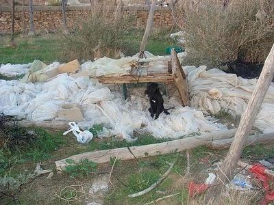 URGENTE acogida!!! Pataky de 4 meses vive atada, es de un gitano.