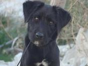 URGENTE acogida!!! Pataky meses vive atada, gitano.