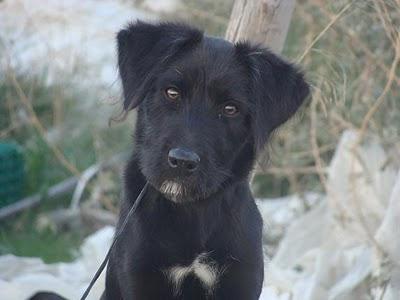 URGENTE acogida!!! Pataky de 4 meses vive atada, es de un gitano.