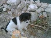 ALICANTE SIGUE ABANDONADA Peque, lleva meses orilla carretera. Amenazan tirarle acequia