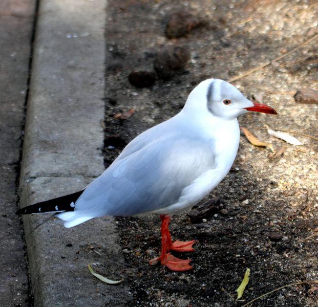 GAVIOTA CABECIGRIS-LARUS CIRROCEPHALUS-GREG HEADED GULL