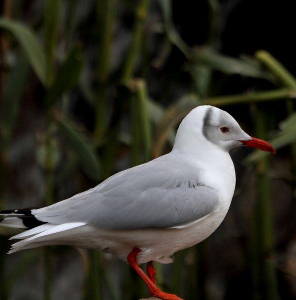 GAVIOTA CABECIGRIS-LARUS CIRROCEPHALUS-GREG HEADED GULL