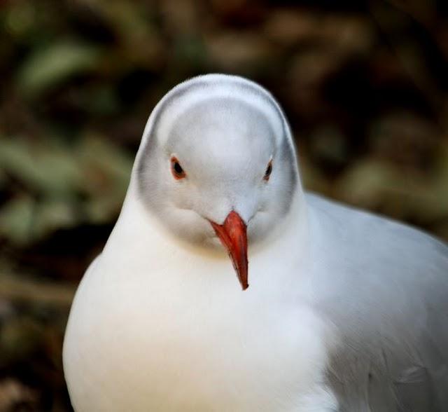 GAVIOTA CABECIGRIS-LARUS CIRROCEPHALUS-GREG HEADED GULL